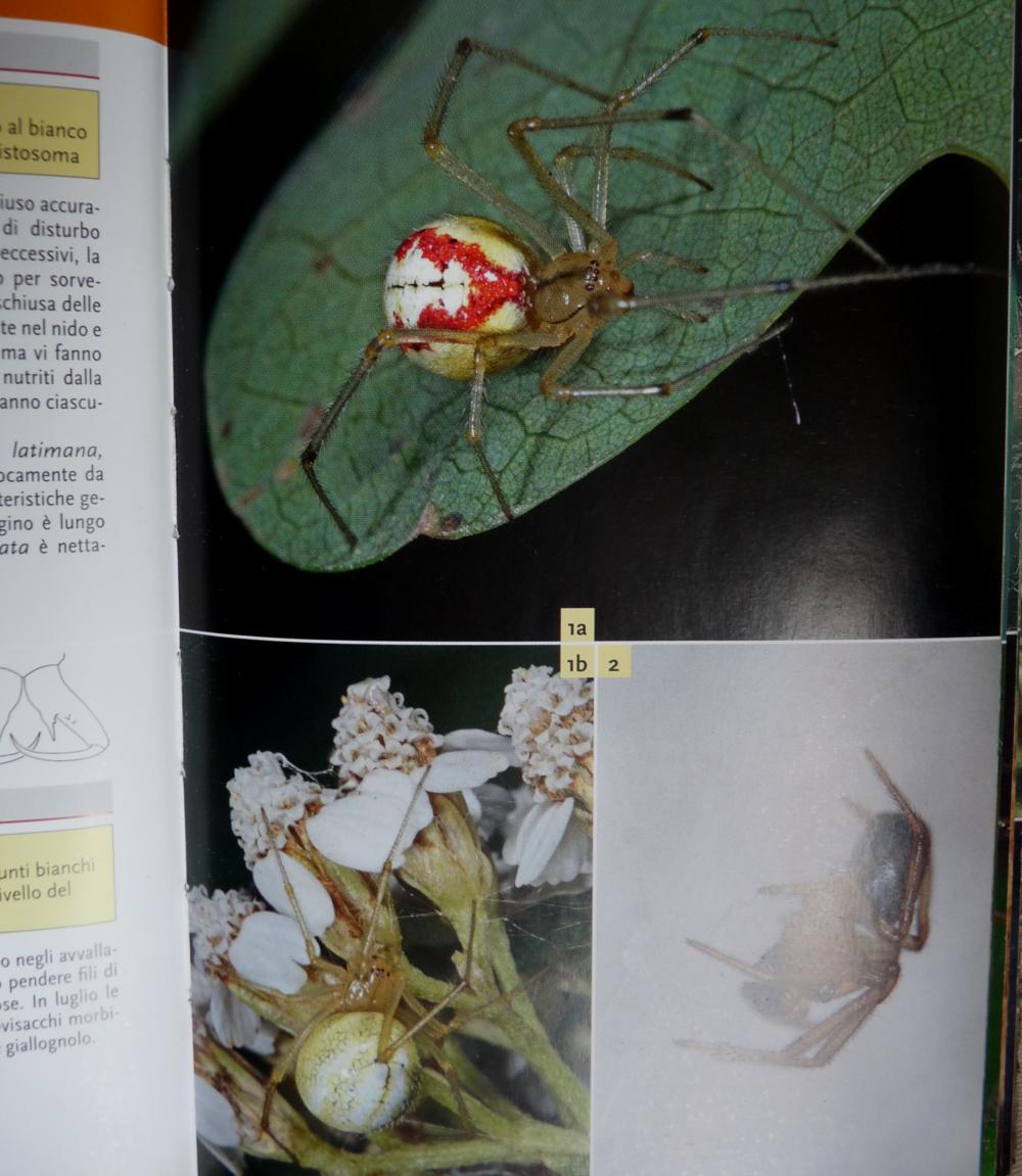 Araniella cucurbitina?  No, Theridiidae: Enoplagnatha ovata - Salbertrand (TO)